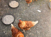 Laying hens for sale