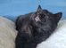 Two beautiful BSH kittens for sale