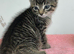 Maincoon x tabby kittens