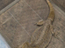 Bearded dragons