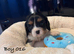 Gorgeous Cavalier Puppies