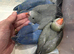 handreared baby ringnecks