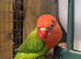 Hand reared young lovebirds!