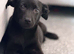 Beautiful black Labrador