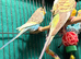 Young Budgies 8 to 10 Weeks Old Available Runcorn Area