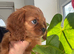 Beautiful boy available kc registered