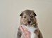 SHELTIE PUPS READY JULY 22ND