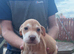 sharpei x Bedlington whippet