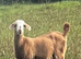 Female goats Anglo Nubian/Toggenburg/Boer