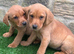 READY NOW BEAUTIFUL LABRADOR PUPPYS