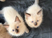 Pretty ragdoll kittens