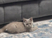 Beautiful chunky BSH Lilac NEEDS REHOMING