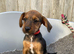 Beautiful litter looking for there forever homes