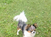 Beautiful chihuahua boy
