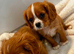 Kings Charles puppies