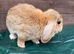 Female Holland lop for sale in Partington