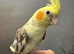 5 hand reared baby cockatiels available now