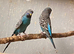 Black face budgies