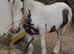 Red and white cob mare 3 yr