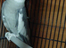 Cockatiel