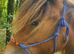 Stunning Yearling Blanket Spot Hermits Bred Traditional Cob Gelding