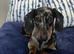 Beautiful Miniature Dachshunds