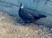 Marsbar pullets