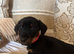 miniature dachshund one boy left