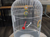 Bird cage new