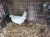 Trio of fantail Bantams