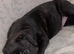 Presa Canieo Puppies