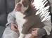 Female old tyme bulldogge