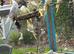 Various cockatiels for sale