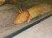 Axolotl girl