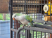 Conure and quaker