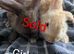 5 mix French lops & 1 100% French lop