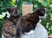 2 Sisters BSH mixed breed Kittens, with DELIVERY to your door if needed!