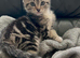 9 weeks old kittens ready in 3 weeks