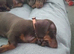 Miniature dachshund