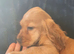 Show Type Cocker Spaniel puppies