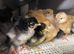 Baby Chicks, Ducklings & Hatching eggs