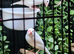 Java sparrows