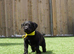 KC registered black Labrador puppies
