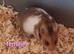Syrian hamsters for sale