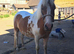 Chunky 11.3hh 4yo gelding