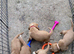 Beautiful cocker spaniels born 03/03/2026 vaccinated chipped and wormed
