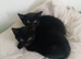 black brown spriped kittens