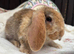 Mini Plush Lops. Hypoallergenic fur. Ready to leave