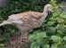 Red bourbon turkey poults