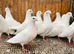 PURE WHITE ENGLISH GARDEN DOVES